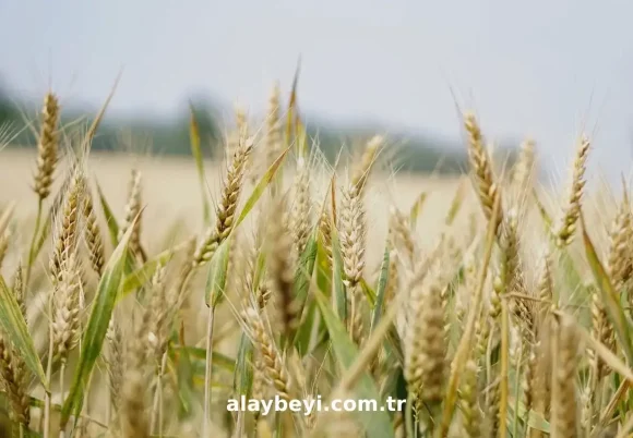 Sarı Buğday Unu Faydaları