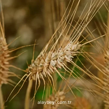 durum bugday unu nedir